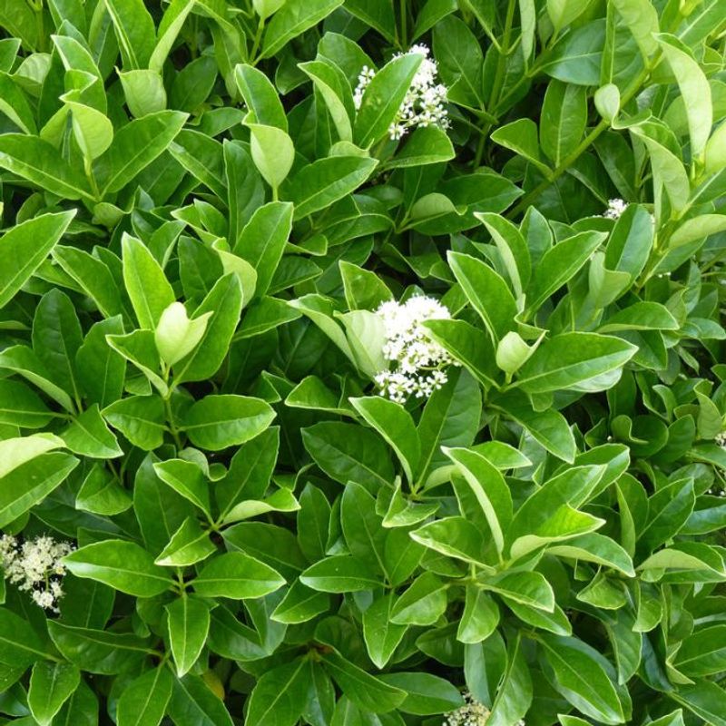 Sweet Viburnum Makes A Lush Screen