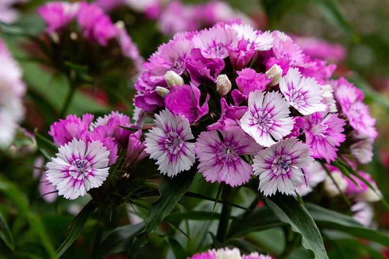 Sweet William Makes Cottage Garden Beds Smell Richer