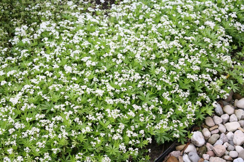 Sweet Woodruff Can Turn Shade Beds Into A Solid Mat Sweet Woodruff Can Turn Shade Beds Into A Solid Mat
