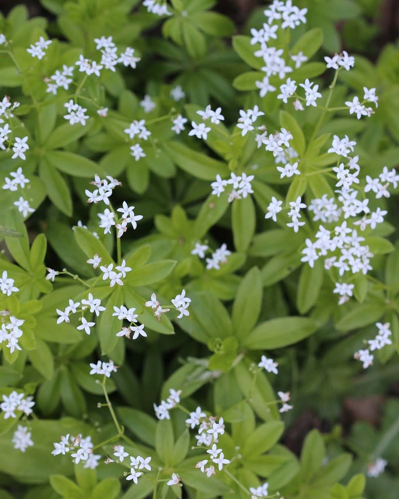 Sweet Woodruff Spreads Through Shady Spaces Over Time