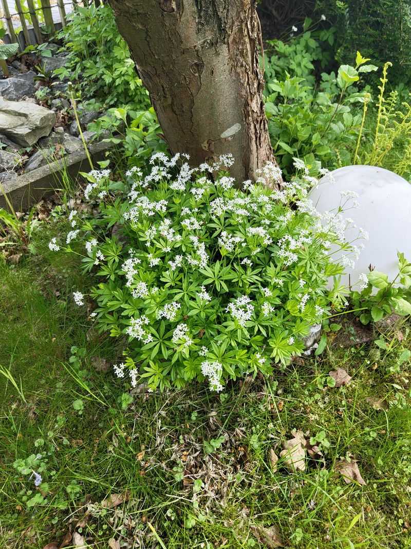 Sweet Woodruff Thrives In Cool Shady Beds