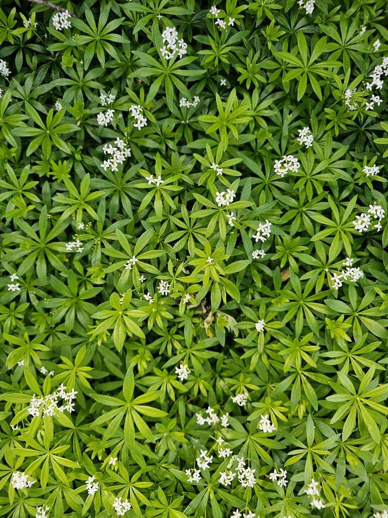 Sweet Woodruff Sweet Woodruff