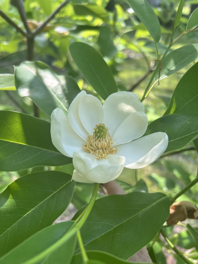 Sweetbay Magnolia Sweetbay Magnolia