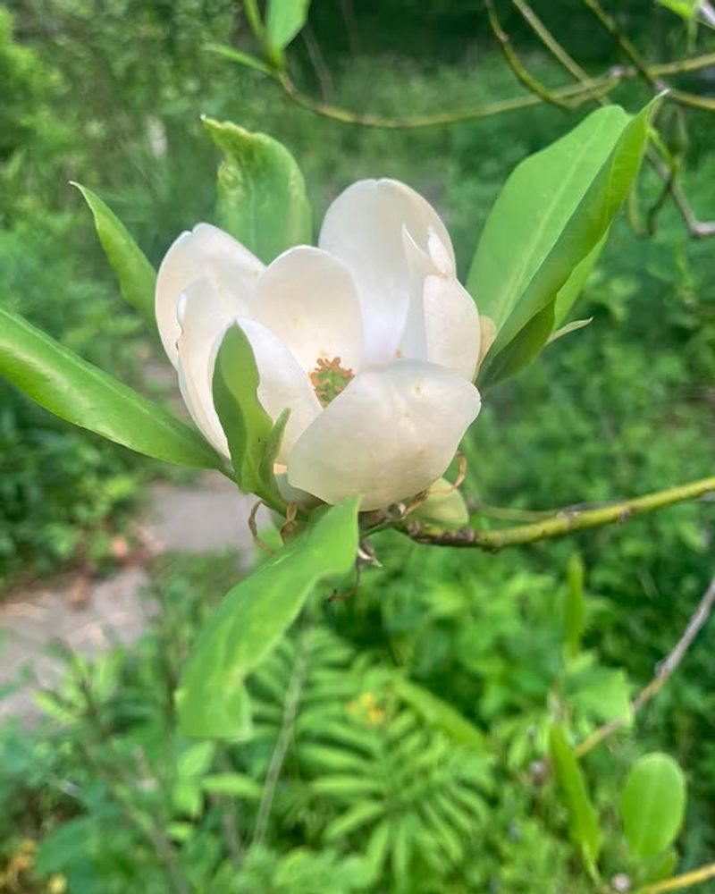 Sweetbay Magnolia Sweetbay Magnolia