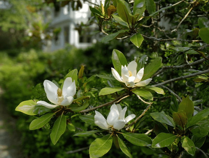 Sweetbay Magnolia Brings Fragrant Flowers Sweetbay Magnolia Brings Fragrant Flowers