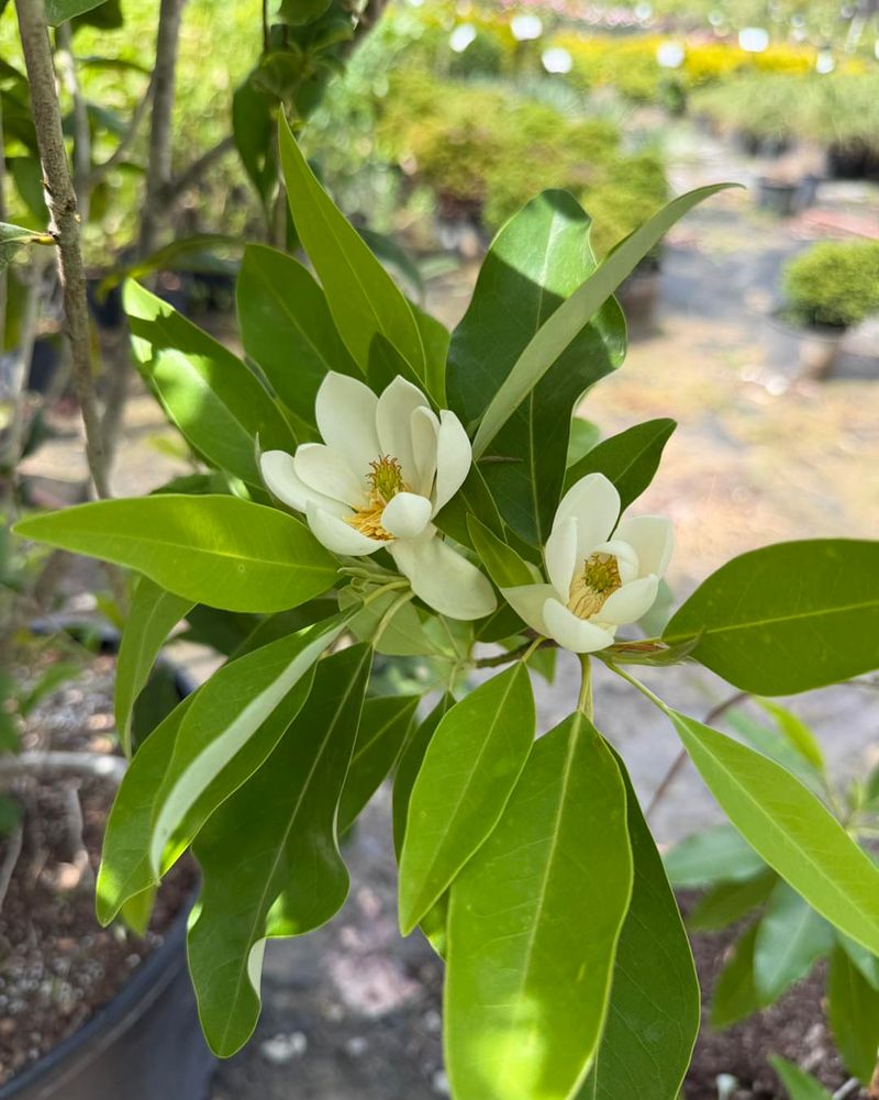 Sweetbay Magnolia Carries A Distinct Fragrance