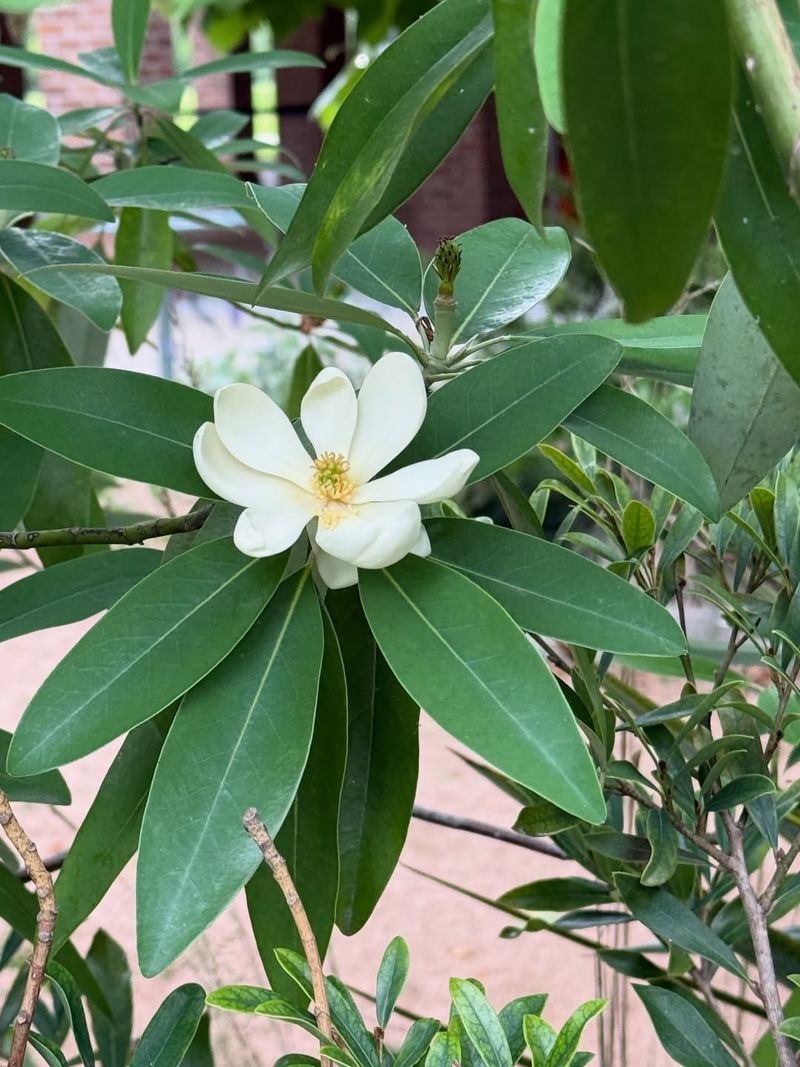 Sweetbay Magnolia Handles Heat And Humidity With Ease