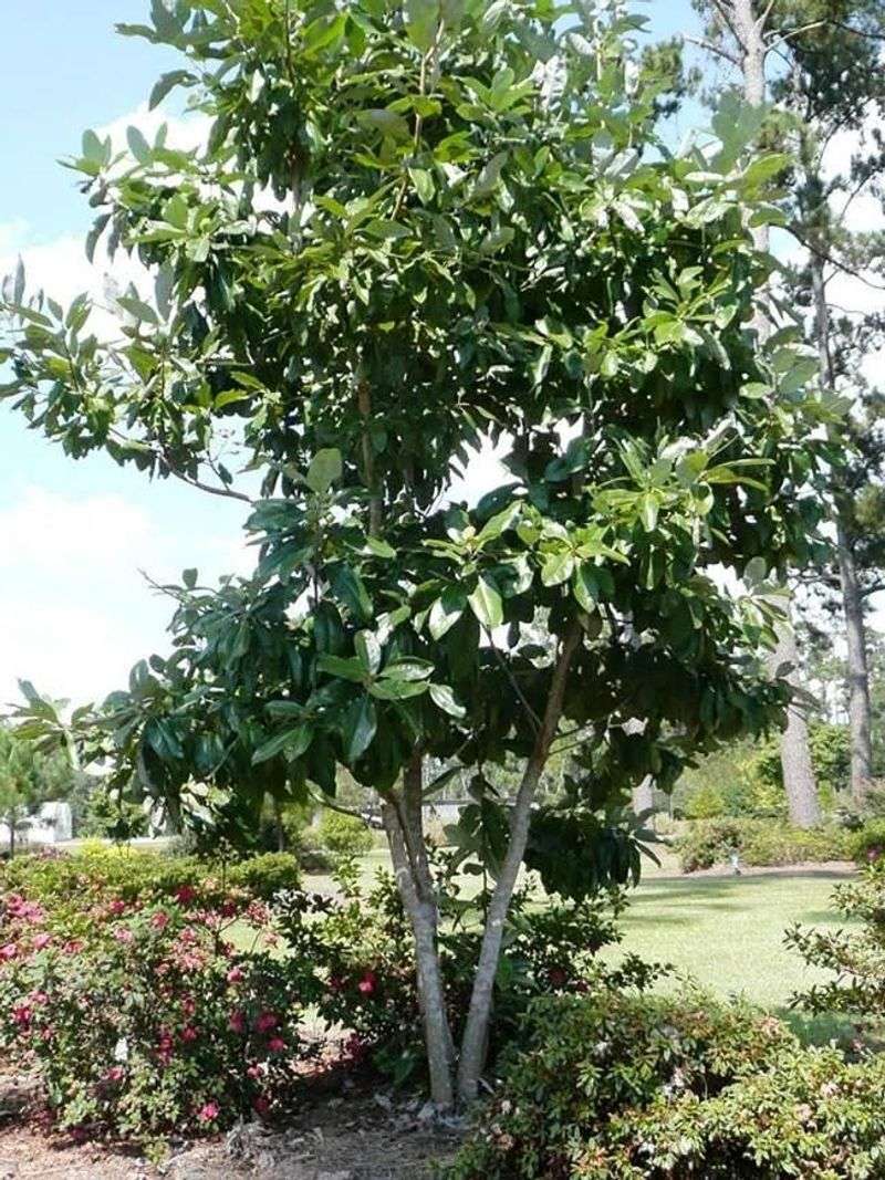 Sweetbay Magnolia Screens Views With Fragrant Native Charm Sweetbay Magnolia Screens Views With Fragrant Native Charm