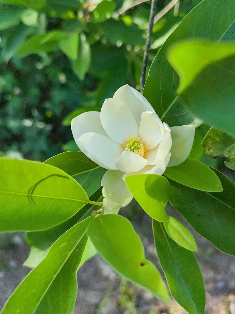 Sweetbay Magnolia Stays More Compact At Maturity