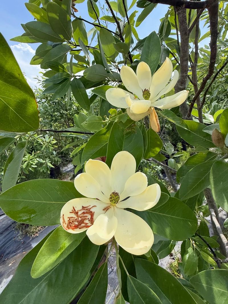 Sweetbay Magnolia Sweetbay Magnolia