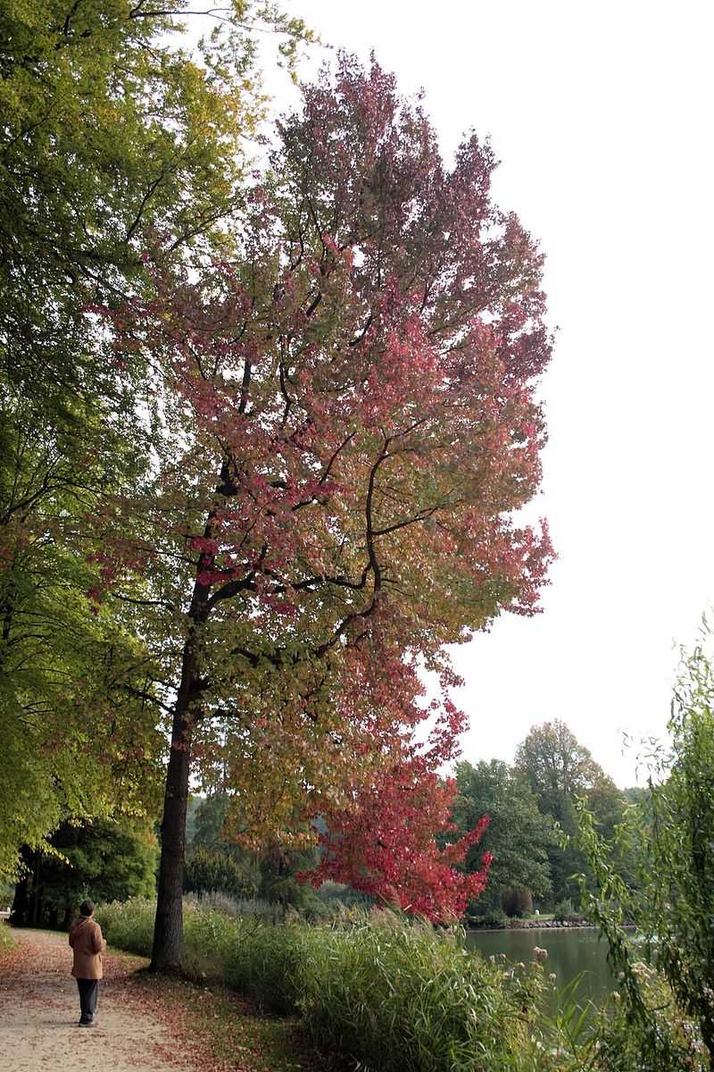 Sweetgum Roots Can Push Into Pavement