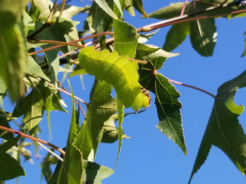 Sweetgum Saplings Support Luna Moth Caterpillars Sweetgum Saplings Support Luna Moth Caterpillars