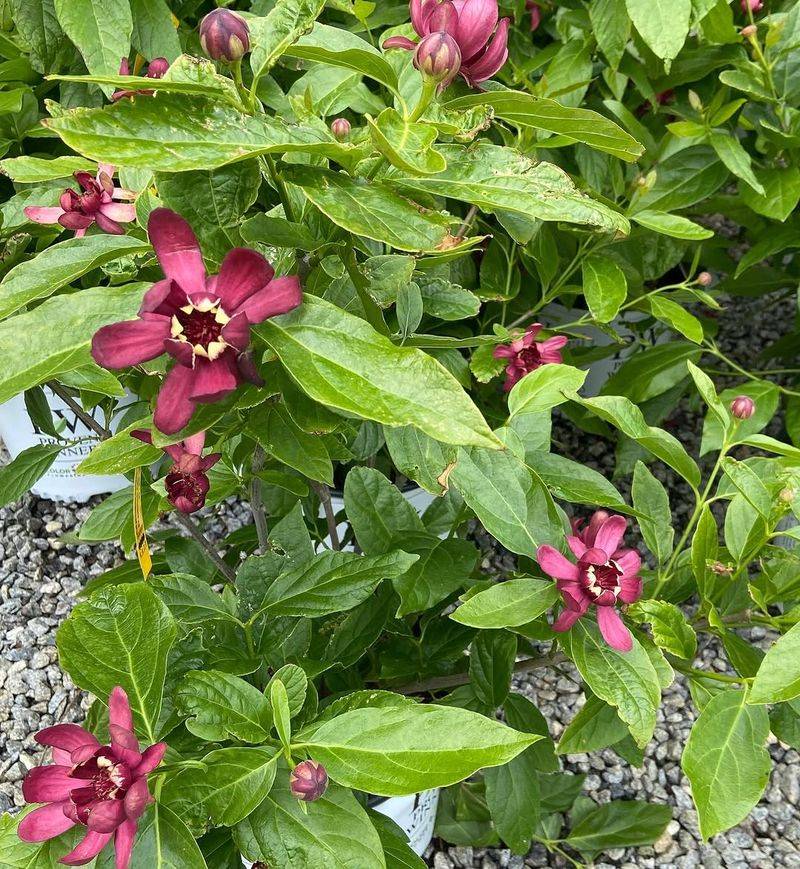 Sweetshrub Continues Flowering During Hot Weather Sweetshrub Continues Flowering During Hot Weather