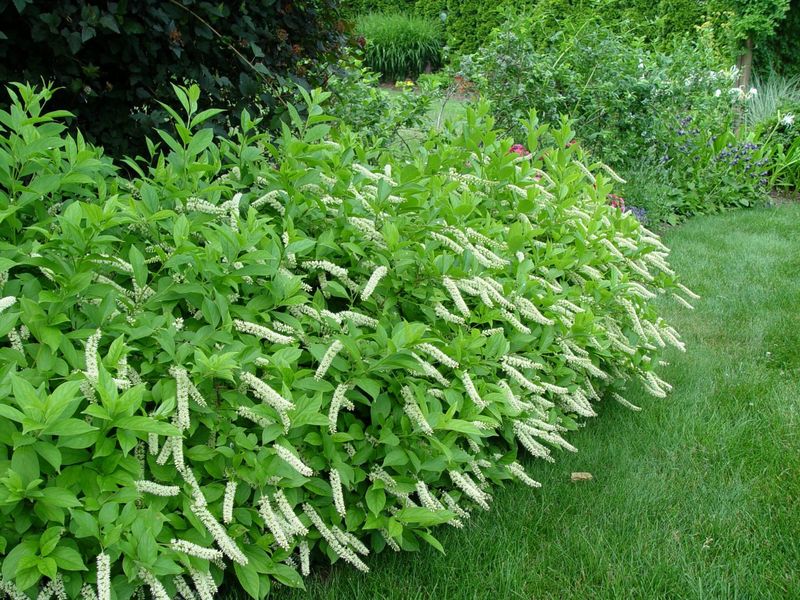Sweetspire Handles Moist Spots Better Than Arborvitae