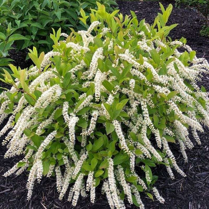 Sweetspire (Itea Virginica) Sweetspire (Itea Virginica)