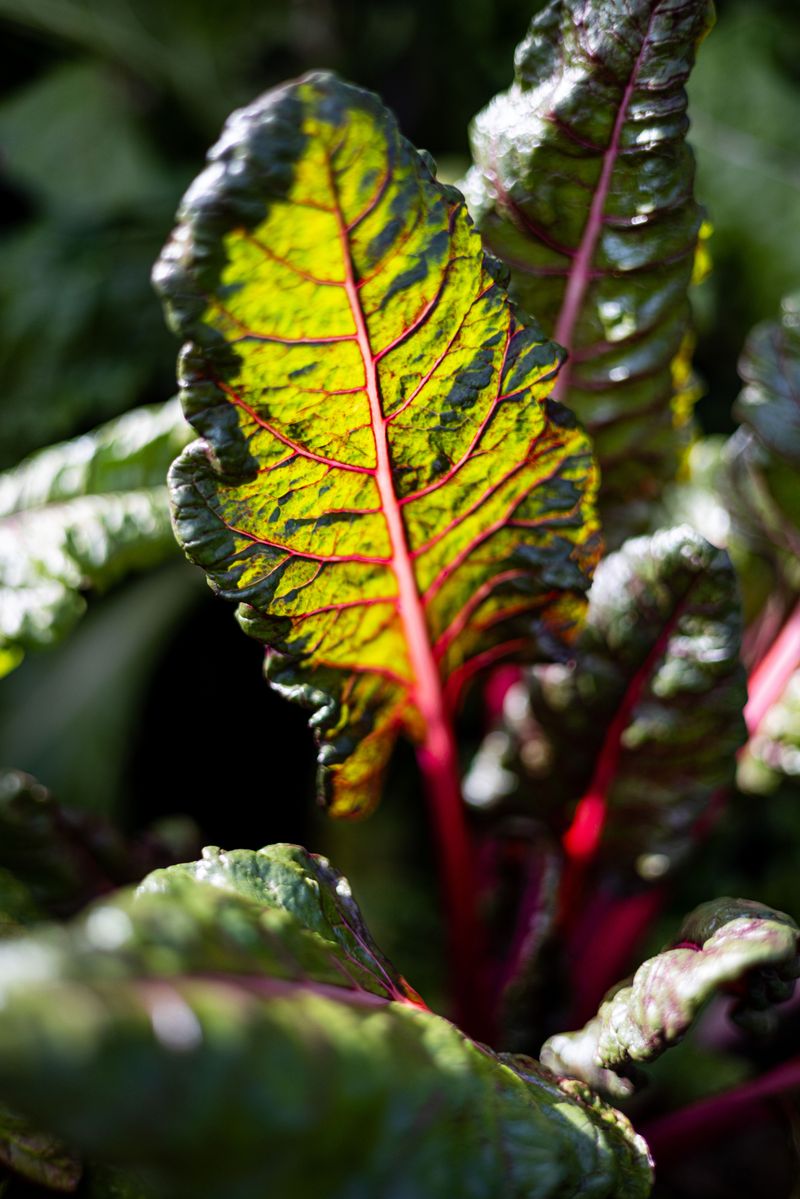 Swiss Chard