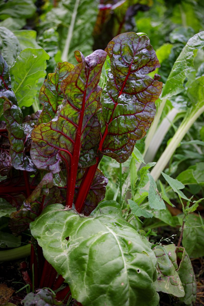 Swiss Chard Swiss Chard