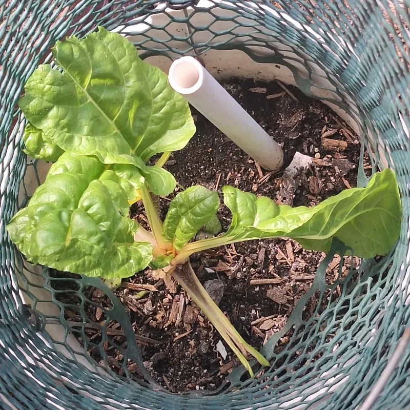 Swiss Chard Provides Repeated Harvests In Containers