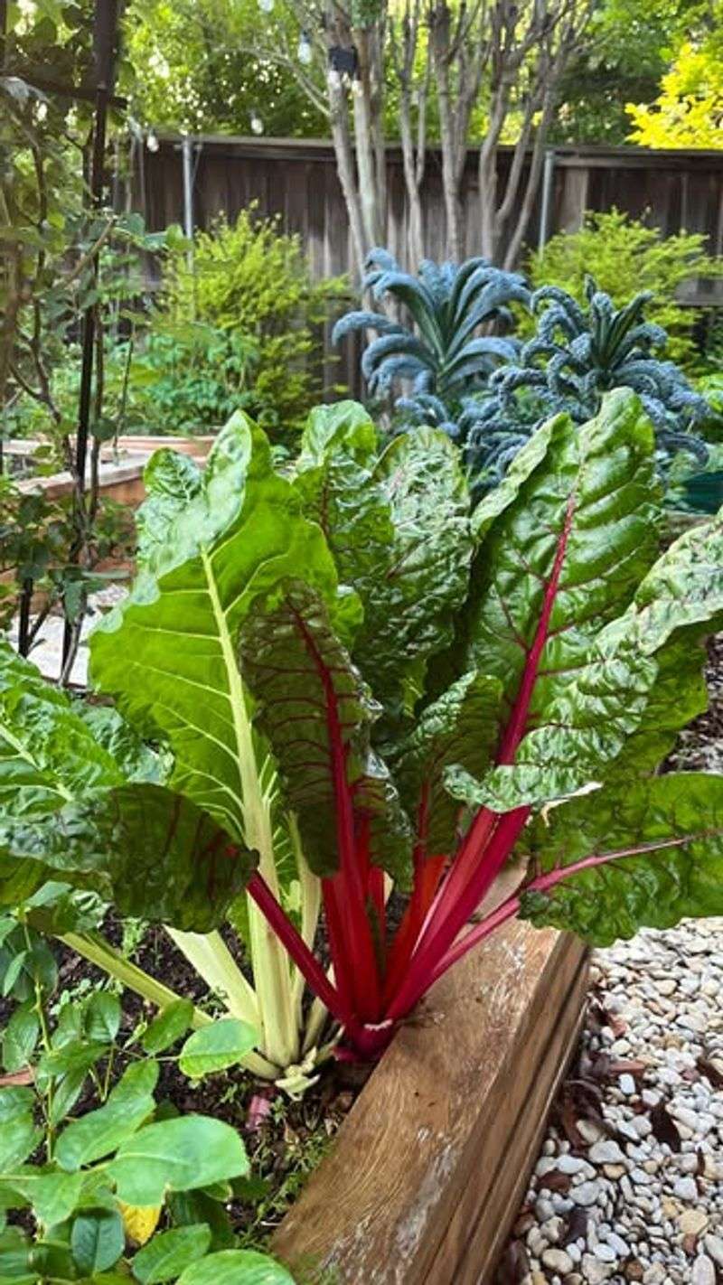 Swiss Chard 