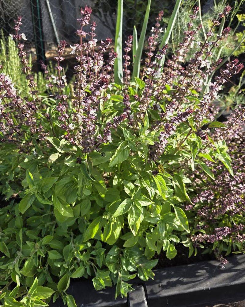 Switch To Better Summer Basil Types When Needed