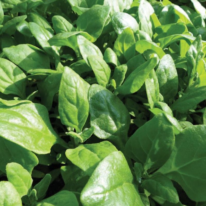 Switch To Heat-Tolerant Greens For Midsummer