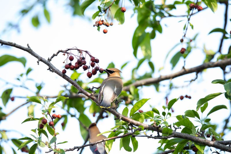 Switch To Native Shrubs And Berries