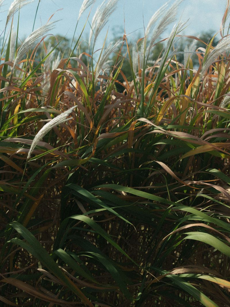 Switchgrass Switchgrass