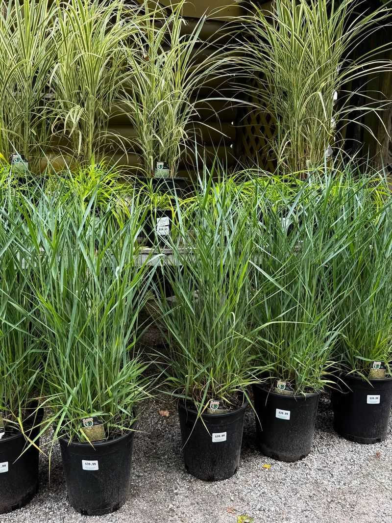 Switchgrass Switchgrass