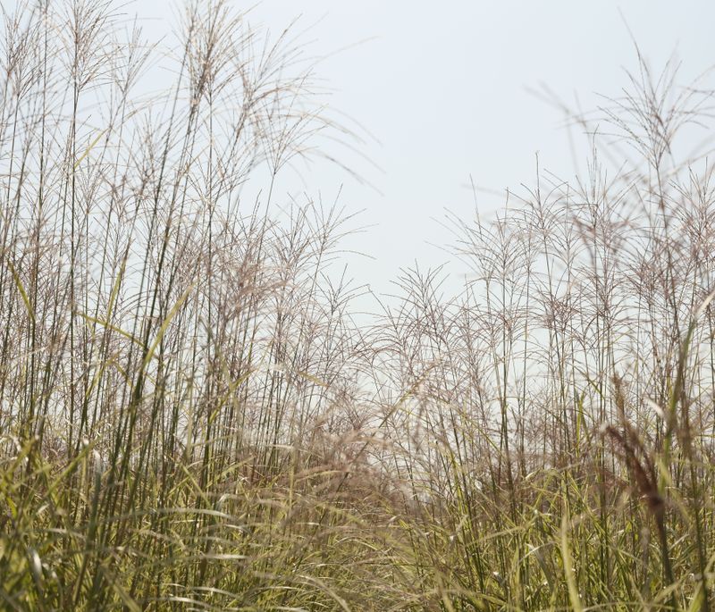 Switchgrass Switchgrass