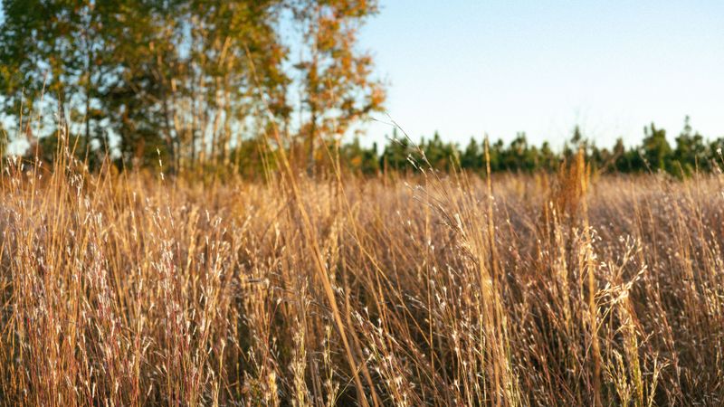 Switchgrass Switchgrass