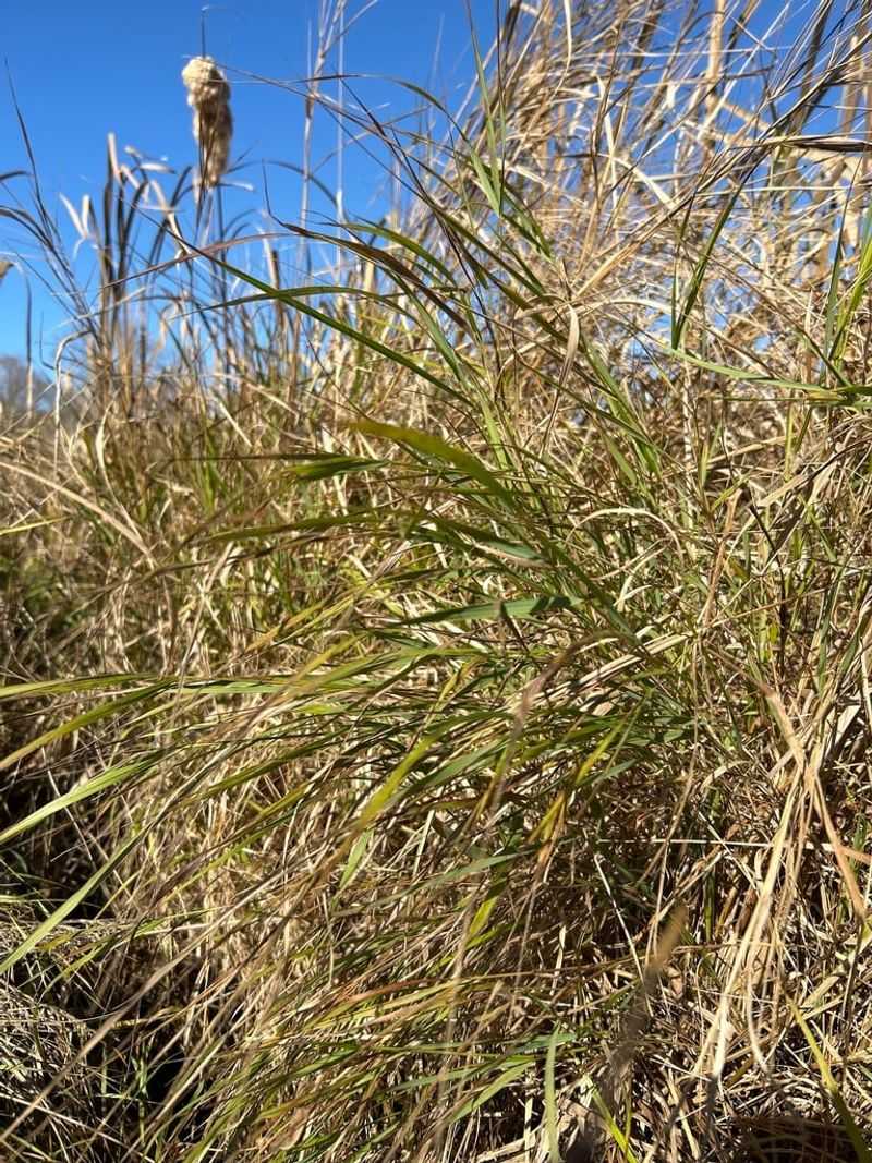 Switchgrass Adds Strong Late Season Shape