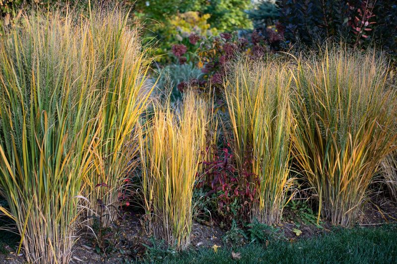 Switchgrass Builds Deep Roots That Hold Soil Switchgrass Builds Deep Roots That Hold Soil