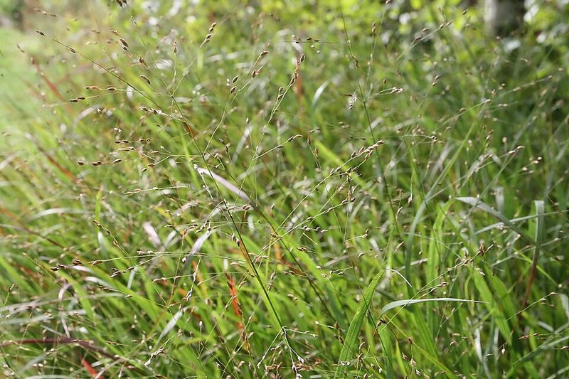Switchgrass Creates The Low Shelter Fireflies Need Switchgrass Creates The Low Shelter Fireflies Need