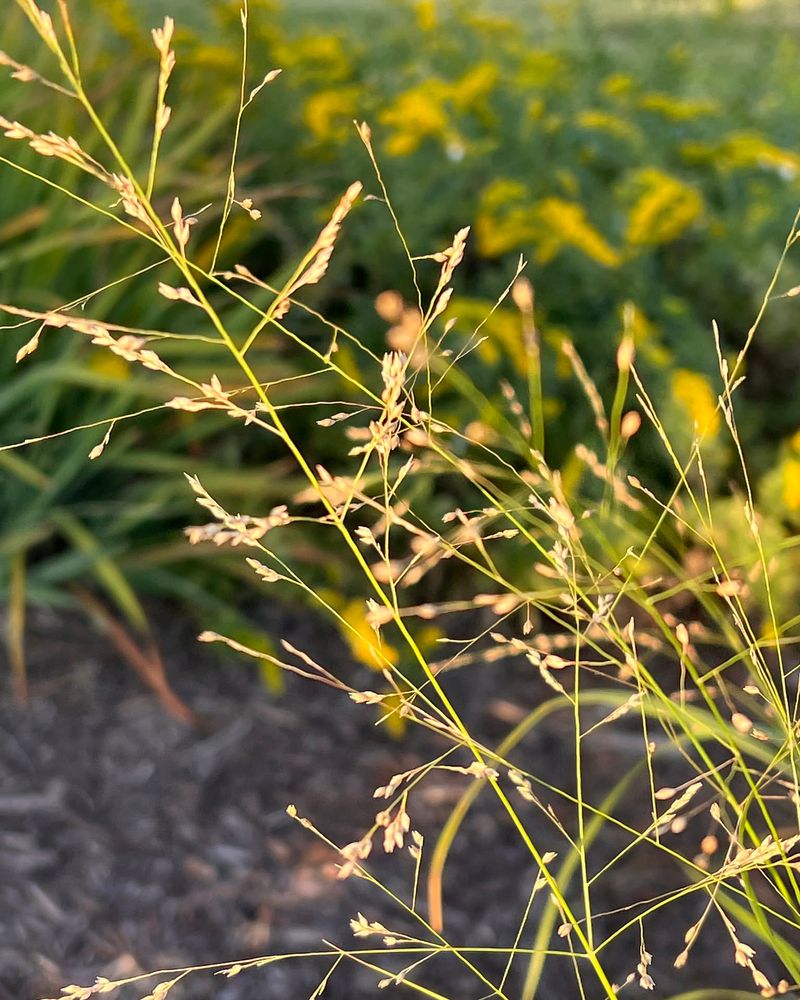 Switchgrass Gives Big Soft Movement Switchgrass Gives Big Soft Movement