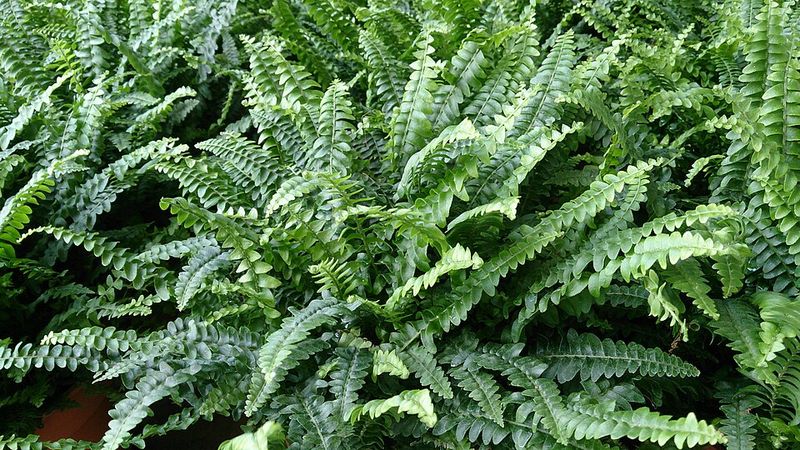 Sword Fern Gives Bare Soil Less Room To Invite Weeds