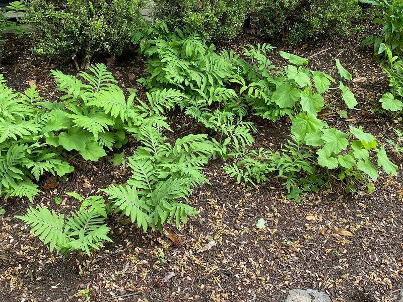 Sword Fern Spreads Gracefully In Shade Sword Fern Spreads Gracefully In Shade
