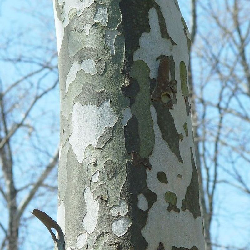 Sycamore (Platanus Occidentalis) Sycamore (Platanus Occidentalis)