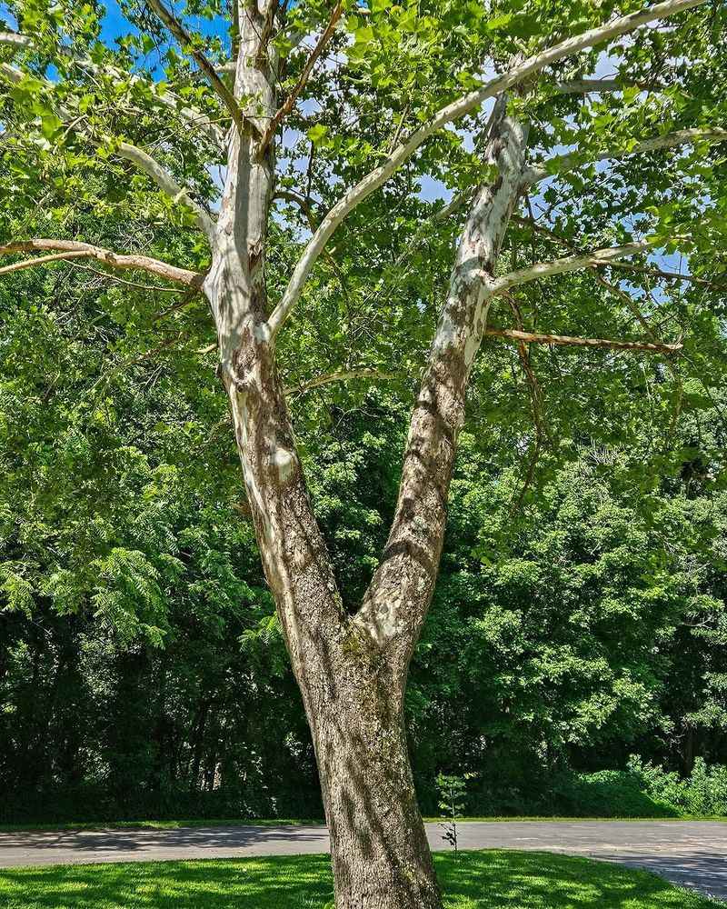 Sycamore