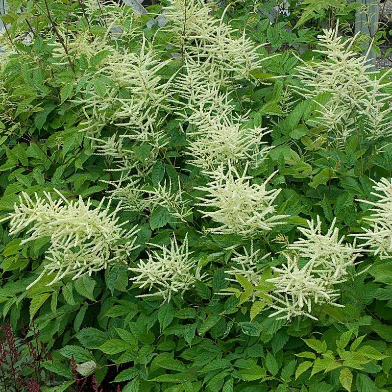 Sylvan Goatsbeard Brings Moist-Soil Texture