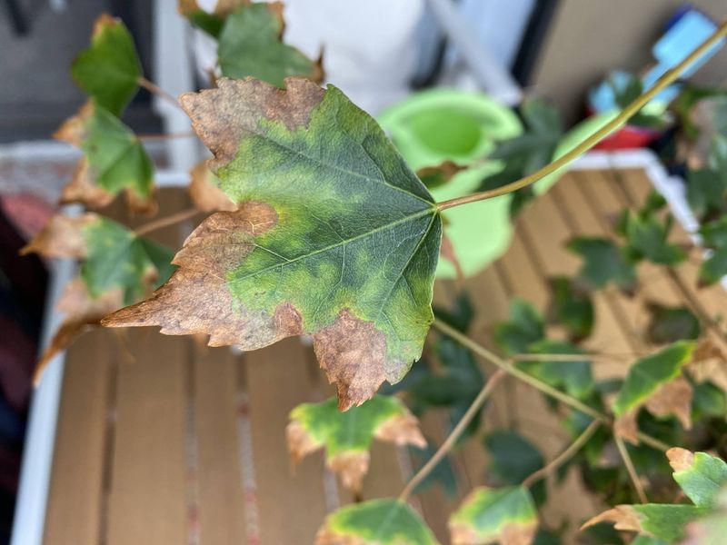 Symptoms That Look Like Disease But Are Not