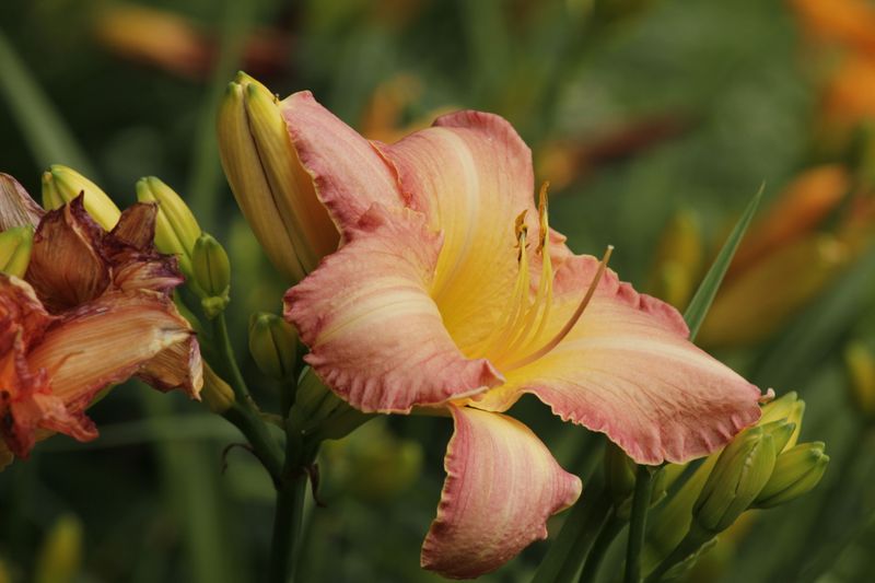 Tag Strong Reblooming Varieties For Fall Dividing
