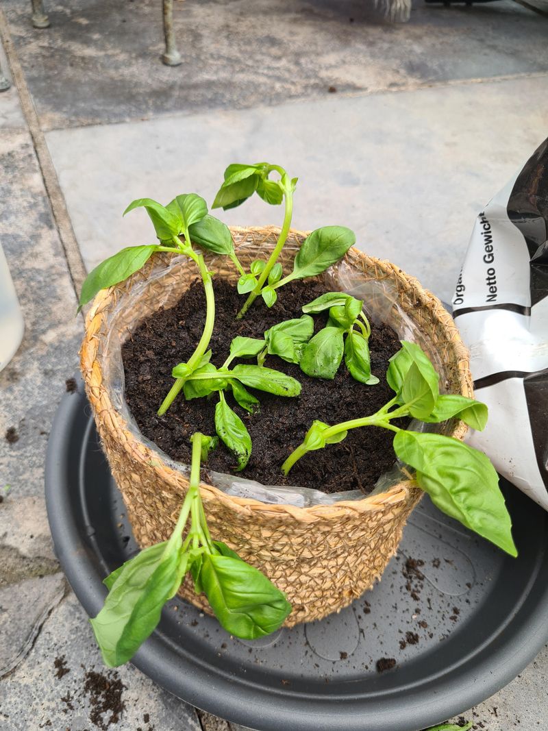 Take Basil Cuttings Before Plants Turn Woody Take Basil Cuttings Before Plants Turn Woody