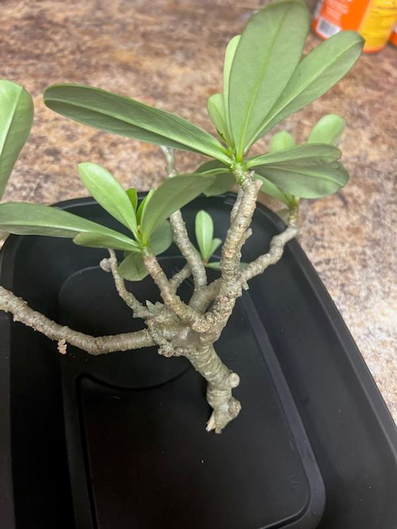 Take Cuttings During Warm Growth Take Cuttings During Warm Growth