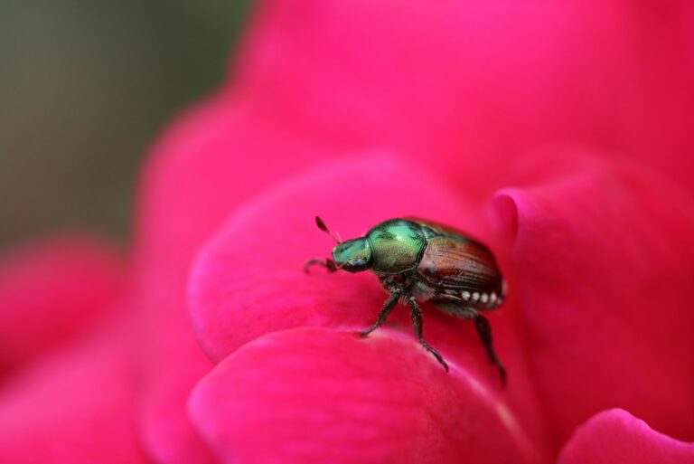 japanese beetle on rose