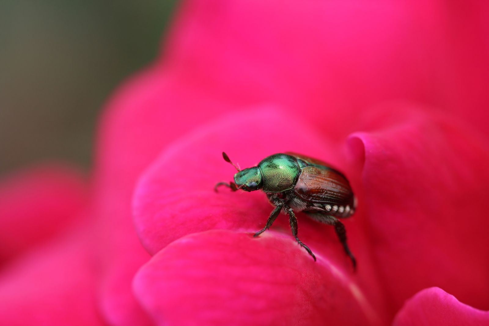 japanese beetle on rose