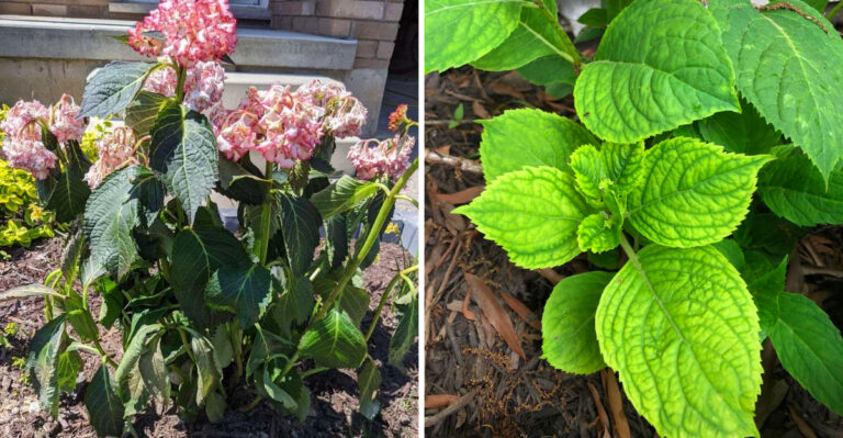 Take Immediate Action If Your Pennsylvania Hydrangea Leaves Look Like This In June