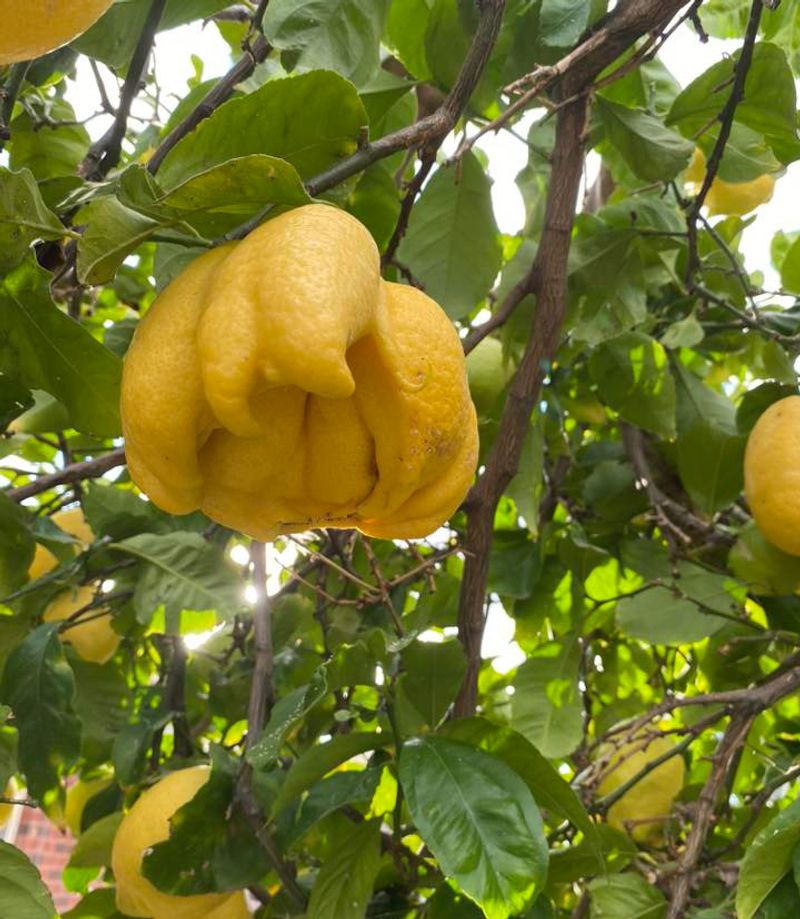 Take Off Damaged Or Misshapen Fruit