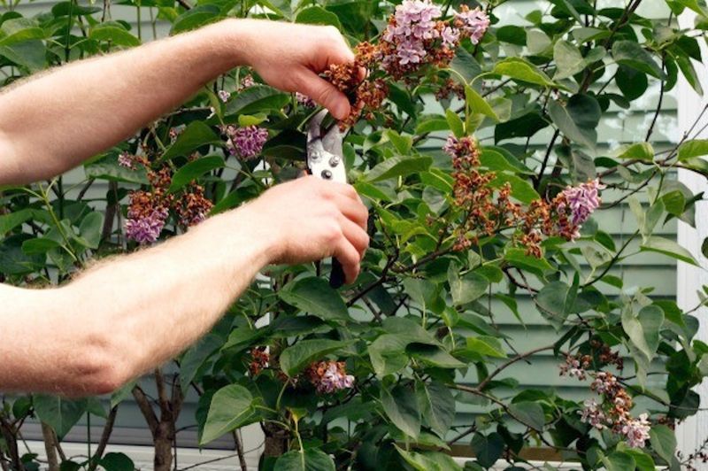 Take Out Only What The Lilac Needs