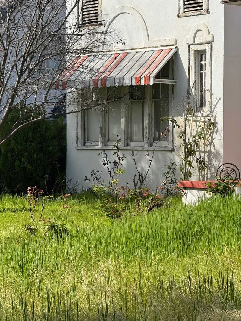 Tall Grass And Overgrown Edges Tall Grass And Overgrown Edges