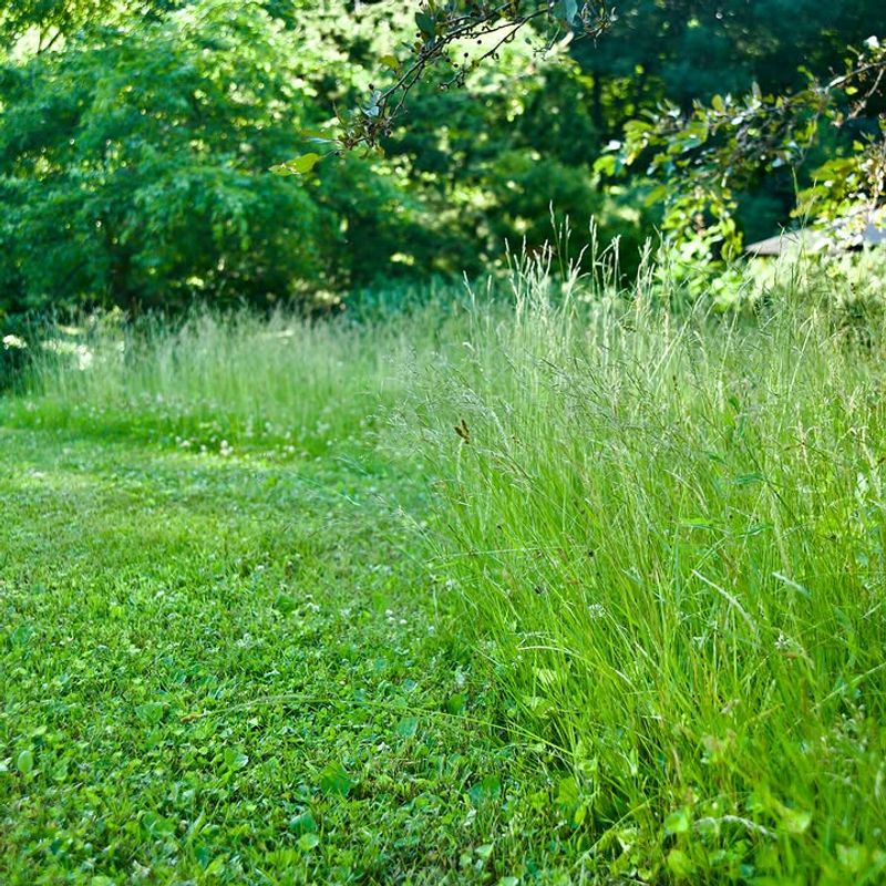 Tall Grass And Overgrown Lawn Edges
